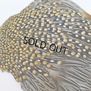 画像7: ジャングルコック AAA-3