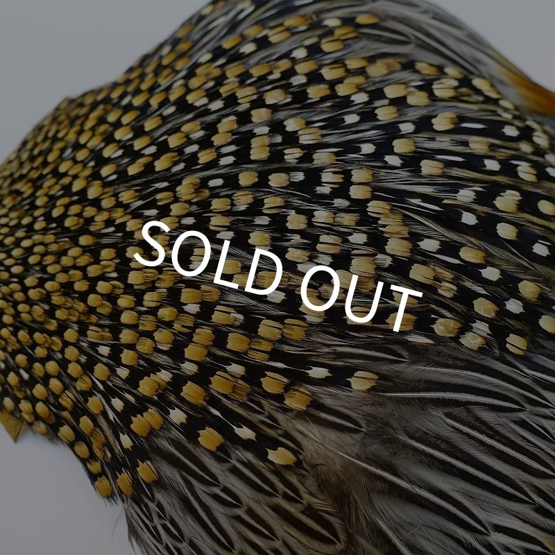 画像7: ジャングルコック AAA-3 (7)