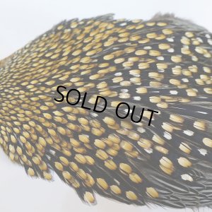 画像6: ジャングルコック AA-4