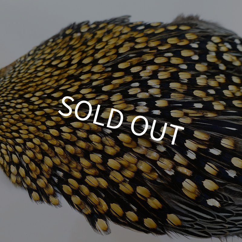 画像6: ジャングルコック AA-4 (6)