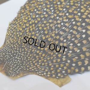 画像5: ジャングルコック S-1