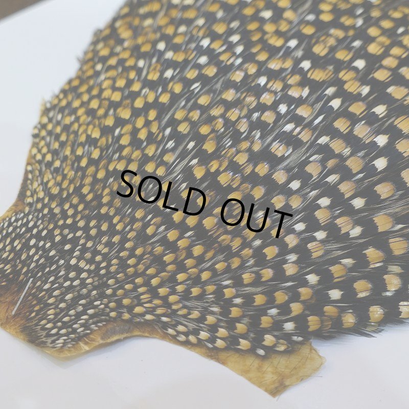 画像5: ジャングルコック S-1 (5)