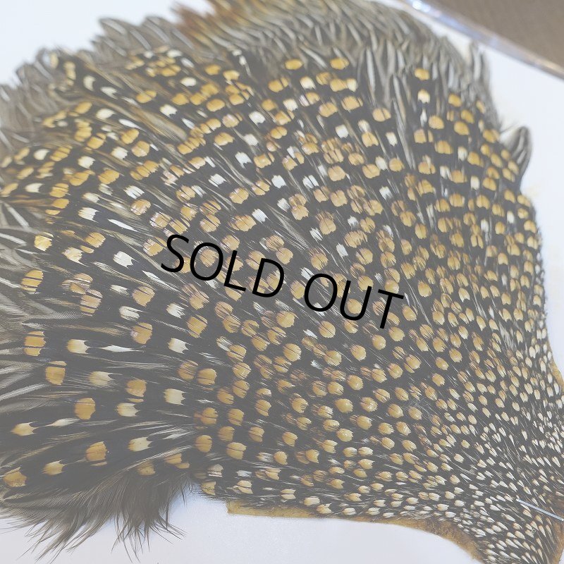 画像6: ジャングルコック S-2 (6)