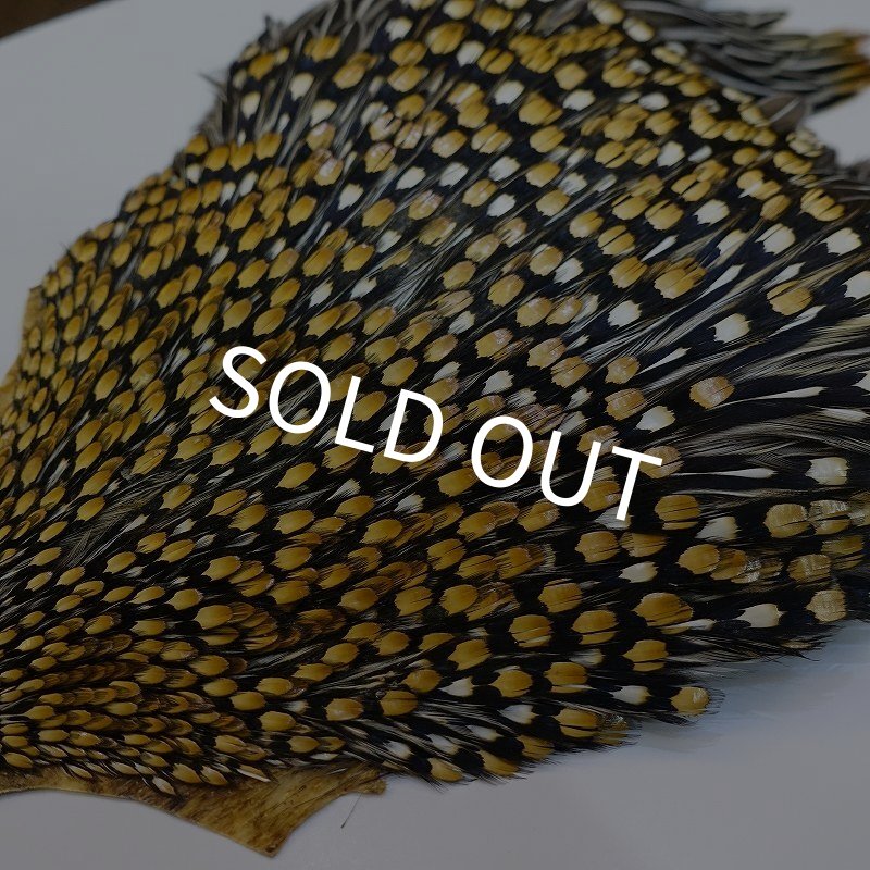 画像6: ジャングルコック AAA-1 (6)