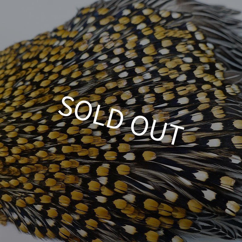 画像7: ジャングルコック AAA-1 (7)