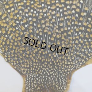 画像3: ジャングルコック S-1