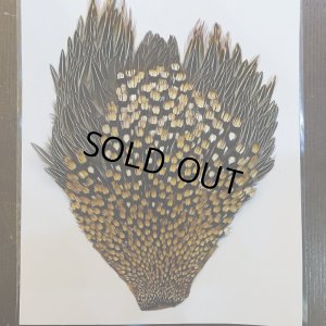 画像2: ジャングルコック AA-1