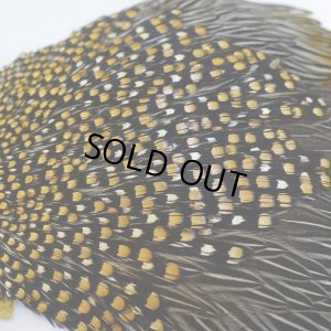 画像8: ジャングルコック S-1