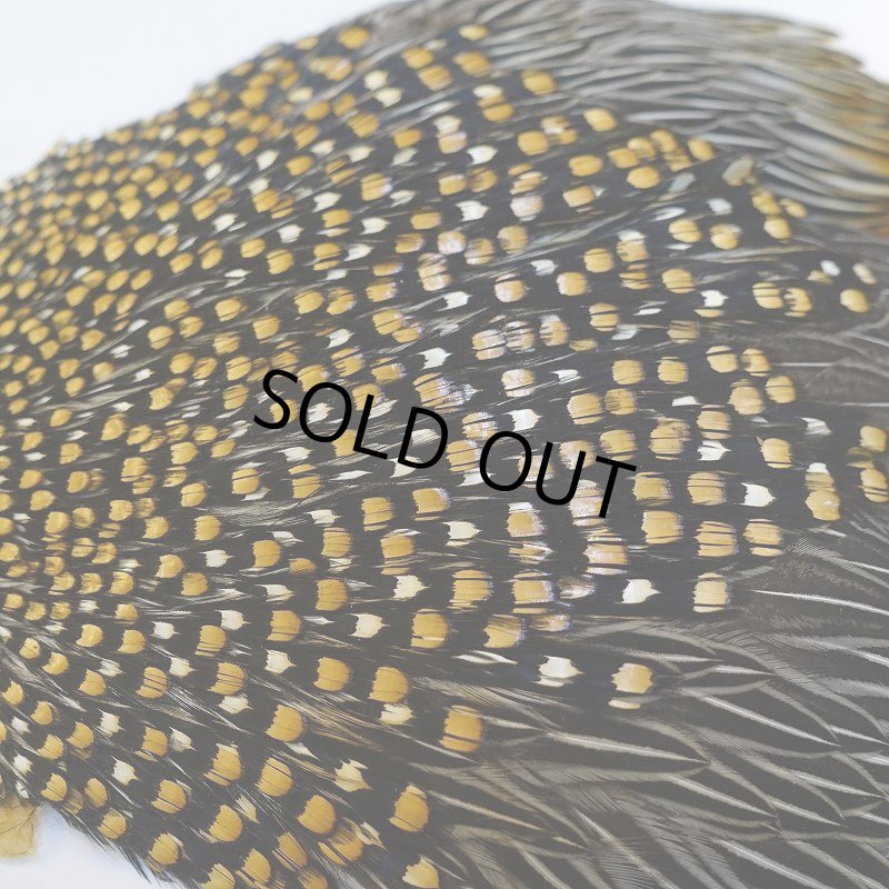 画像8: ジャングルコック S-1 (8)