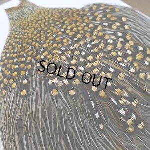 画像9: ジャングルコック S-2