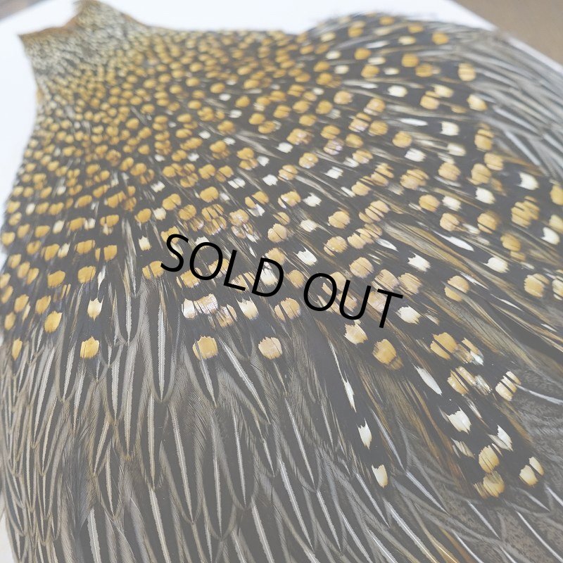 画像9: ジャングルコック S-2 (9)