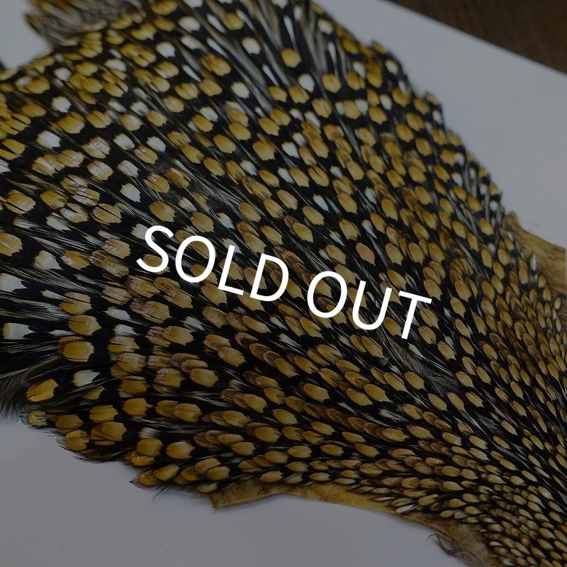 画像5: ジャングルコック AAA-1 (5)