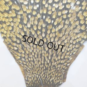 画像6: ジャングルコック AA-1