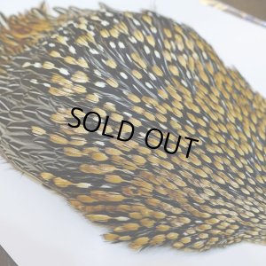 画像3: ジャングルコック AA-3