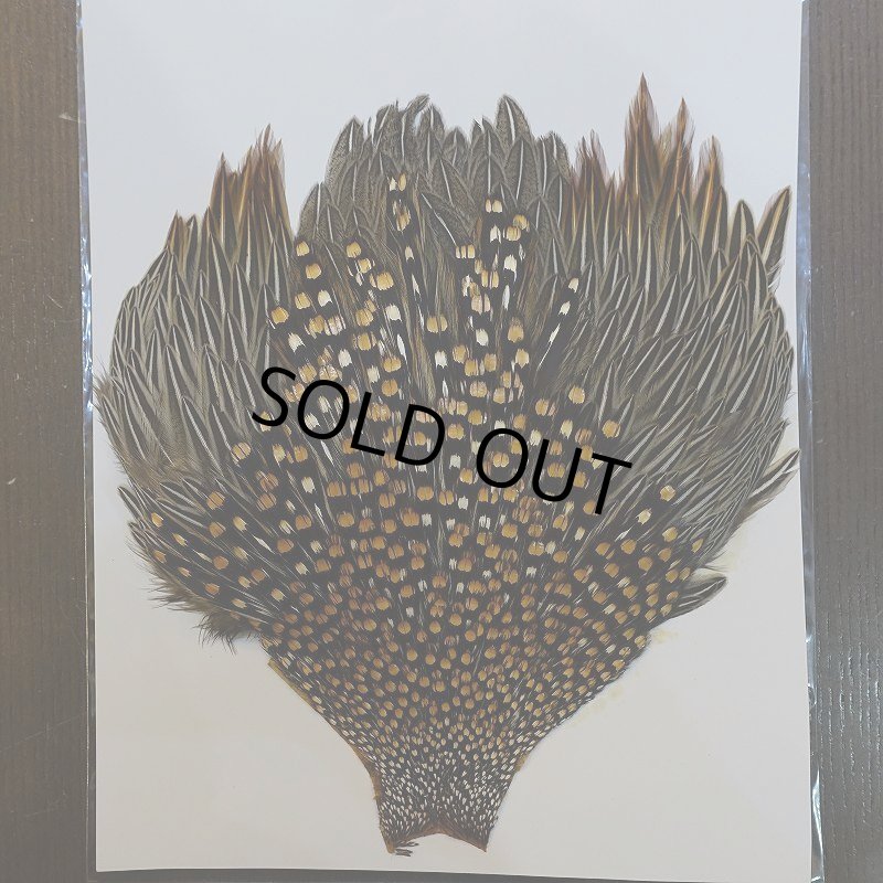 画像2: ジャングルコック S-2 (2)