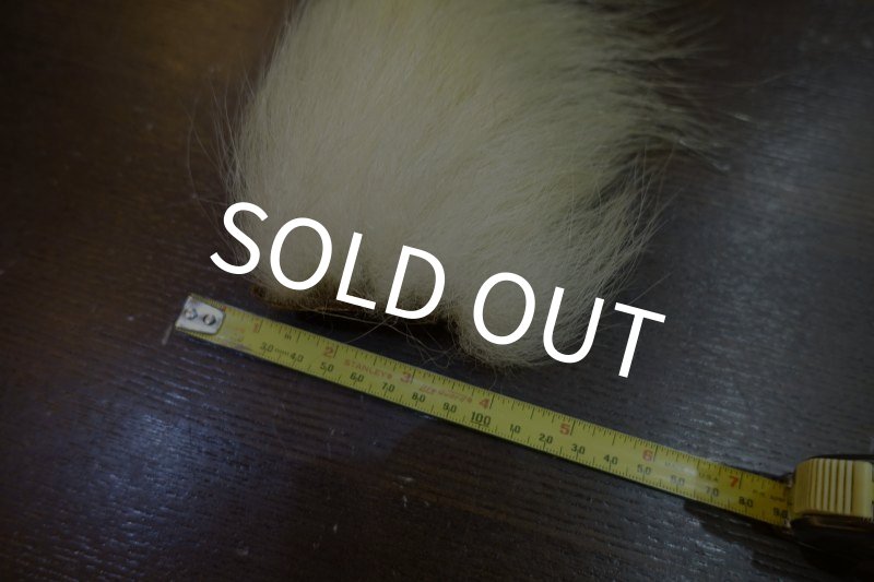 画像2: 【D】ポーラーベアー　ナチュラル　ラージカット 5 (2)