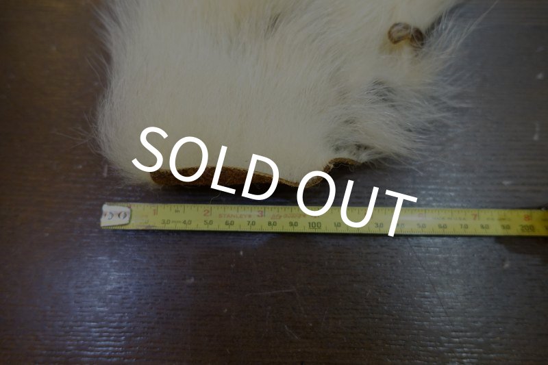 画像2: 【D】ポーラーベアー　ナチュラル　ラージカット 7 (2)