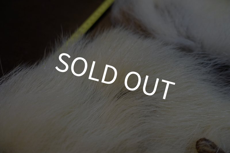 画像3: 【D】ポーラーベアー　ナチュラル　ラージカット 7 (3)