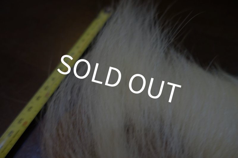 画像4: 【D】ポーラーベアー　ナチュラル　ラージカット 7 (4)