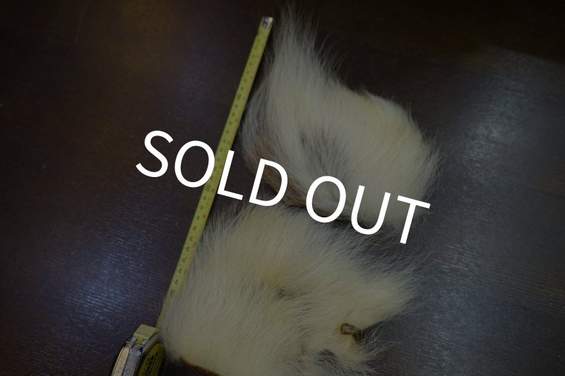 画像1: 【D】ポーラーベアー　ナチュラル　ラージカット 7 (1)