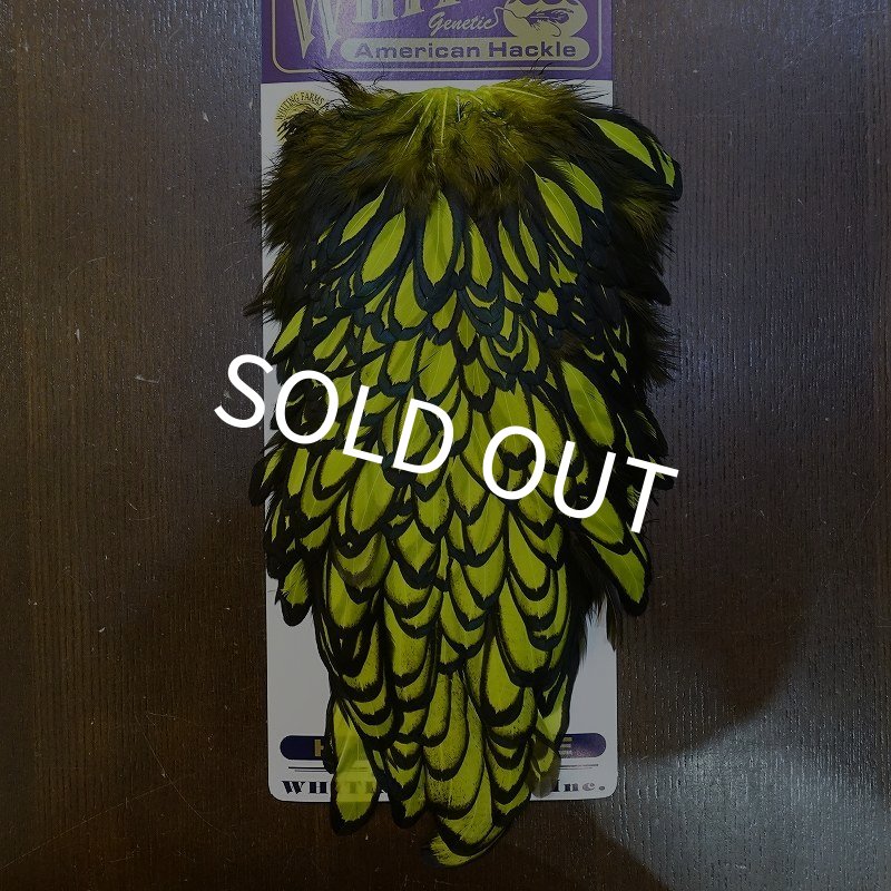 画像1: 【WHITING】American Hen Saddle BLW/FL YELLOW CHART (1)