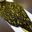 画像3: 【WHITING】American Hen Cape BLW/YELLOW (3)