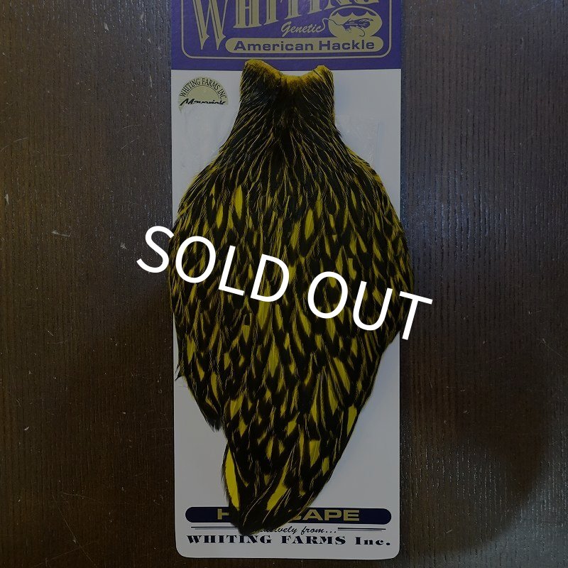 画像1: 【WHITING】American Hen Cape BLW/YELLOW (1)