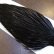 画像4: 【WHITING】American Rooster Cape - BLACK (4)