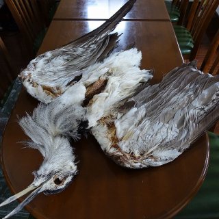 スペックルドバスタード SPECKLED (KORI)BUSTARD CANAL】Kori Bustard Lサイズ(スペックルドバスタード) No.1