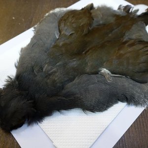 画像3: 【CANAL】MOORHEN コンプリート No.1