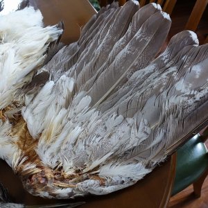 画像6: 【CANAL】KORI BUSTARD コンプリート