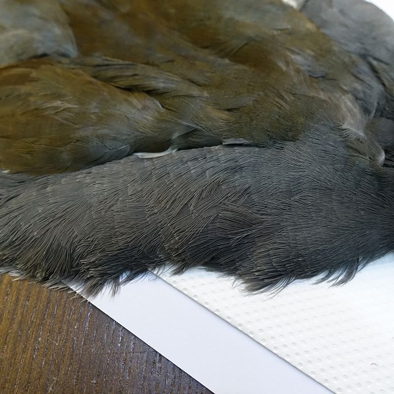 画像4: 【CANAL】MOORHEN コンプリート No.1 (4)