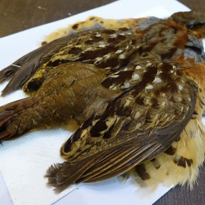 画像6: 【CANAL】BAMBOO PARTRIDGE