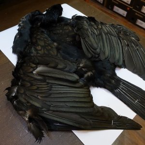 画像6: 【CANAL】Great cormorant コンプリート