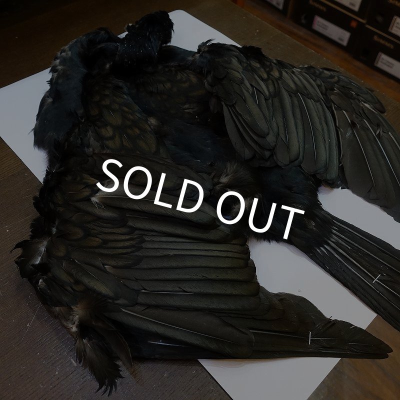 画像6: 【CANAL】Great cormorant コンプリート (6)