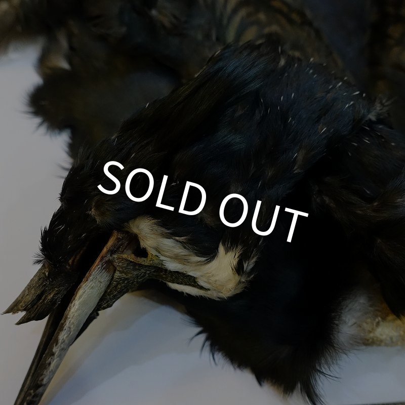 画像3: 【CANAL】Great cormorant コンプリート (3)