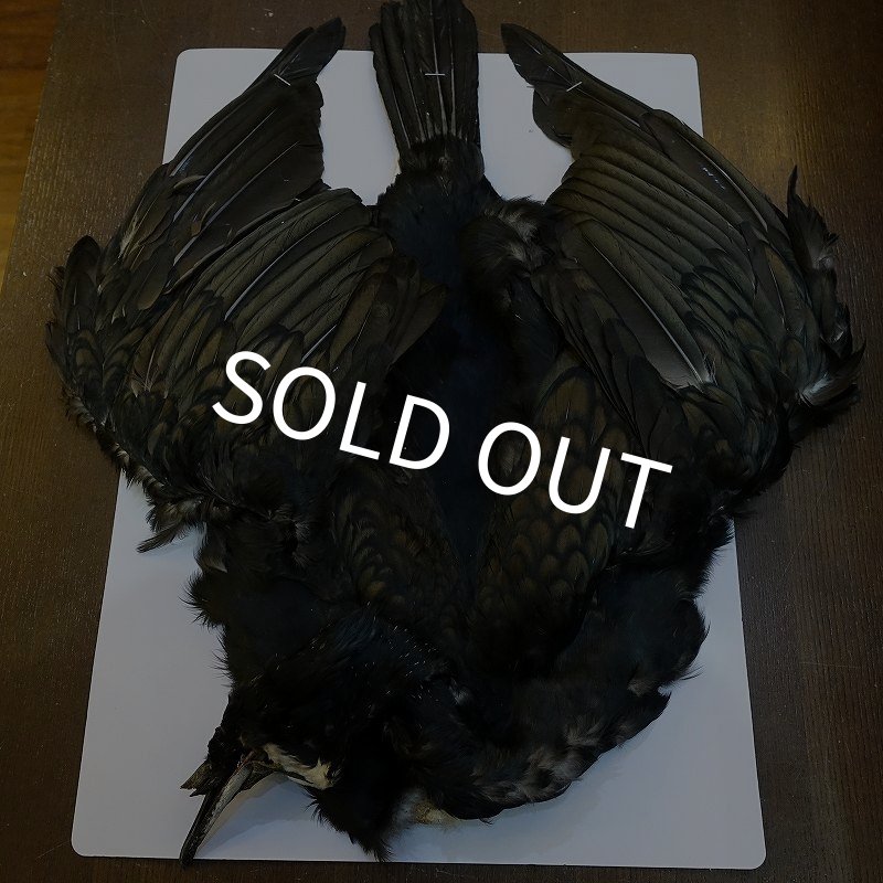 画像1: 【CANAL】Great cormorant コンプリート (1)