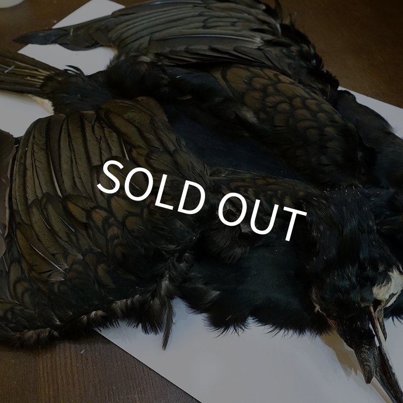 画像4: 【CANAL】Great cormorant コンプリート (4)