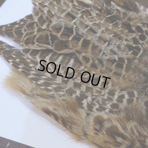 画像5: 【ANGLE】HEN PHEASANT BODY SKIN