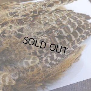 画像6: 【ANGLE】HEN PHEASANT BODY SKIN