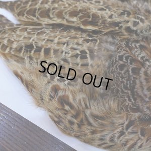 画像3: 【ANGLE】HEN PHEASANT BODY SKIN