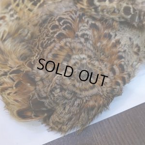 画像2: 【ANGLE】HEN PHEASANT BODY SKIN