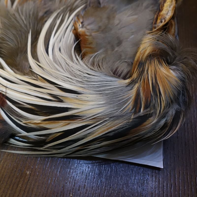 画像2: 【Tornado】パープルヒーロン コンプリート (2)