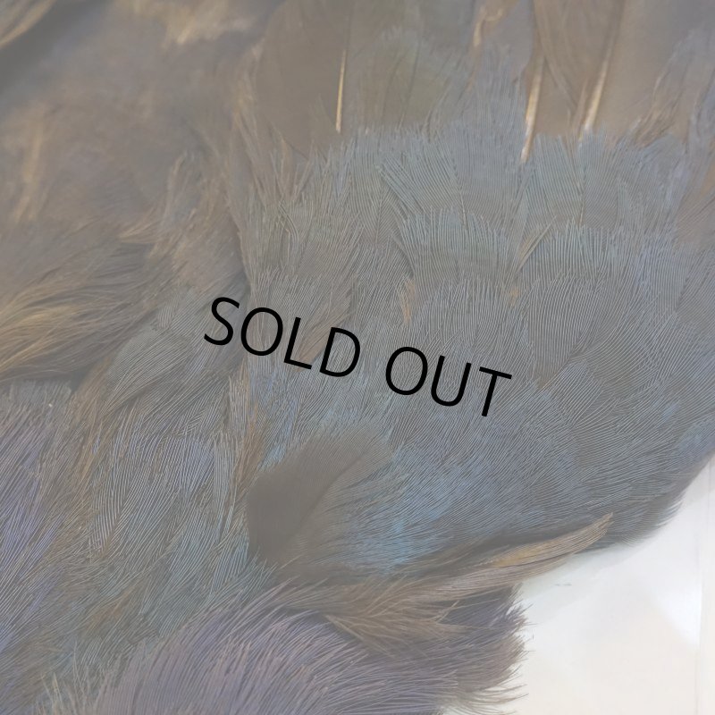 画像4: パープルスワンヘン・コンプリート No.1 (4)