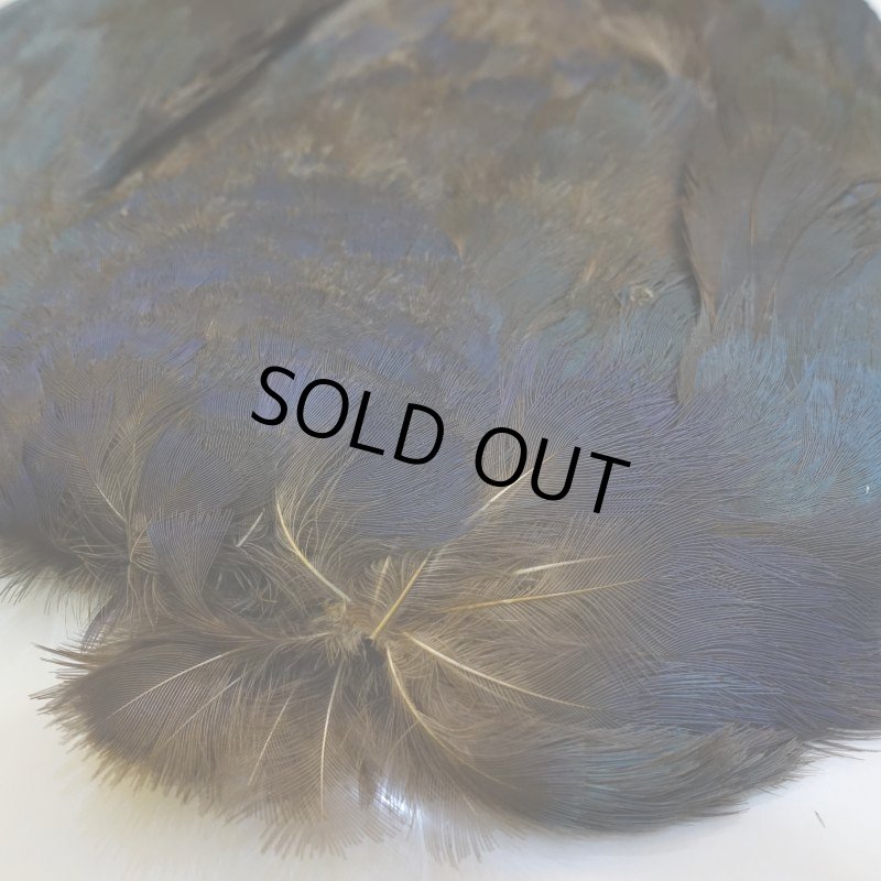 画像5: パープルスワンヘン・コンプリート No.2 (5)