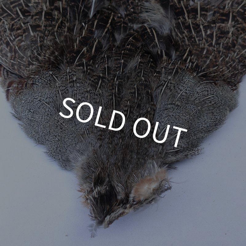 画像2: 【METZ】ハンガリアンパートリッジ #2 No.1 (2)