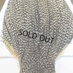 画像5: 【WHITING】High & Dry ROOSTER Cape - Grizzly Variant No.4