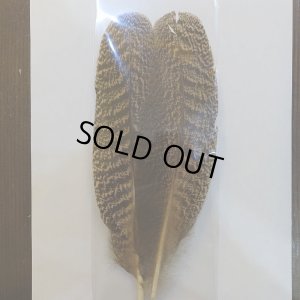 画像1: 【ANGLE】PEACOCK QUILL Aグレード