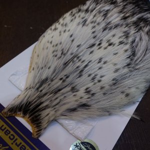 画像3: 【WHITING】American Rooster Cape - Black Laced White No.1