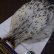 画像3: 【WHITING】American Rooster Cape - Black Laced White No.1 (3)
